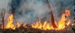 Incendio Vegetal
