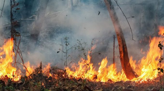 Incendio Vegetal