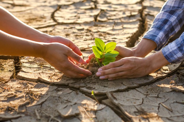 Personas plantando