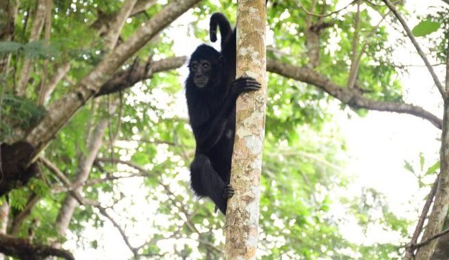 Foto 1: Cortesía Empresa Urrá S.A. Marimonda En Arbol