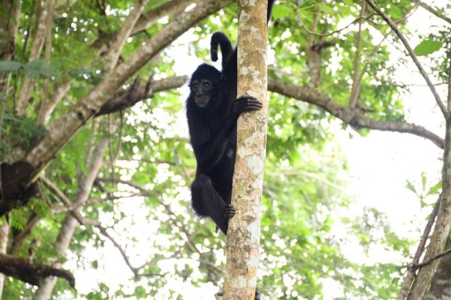 Foto 1: Cortesía Empresa Urrá S.A. Marimonda En Arbol