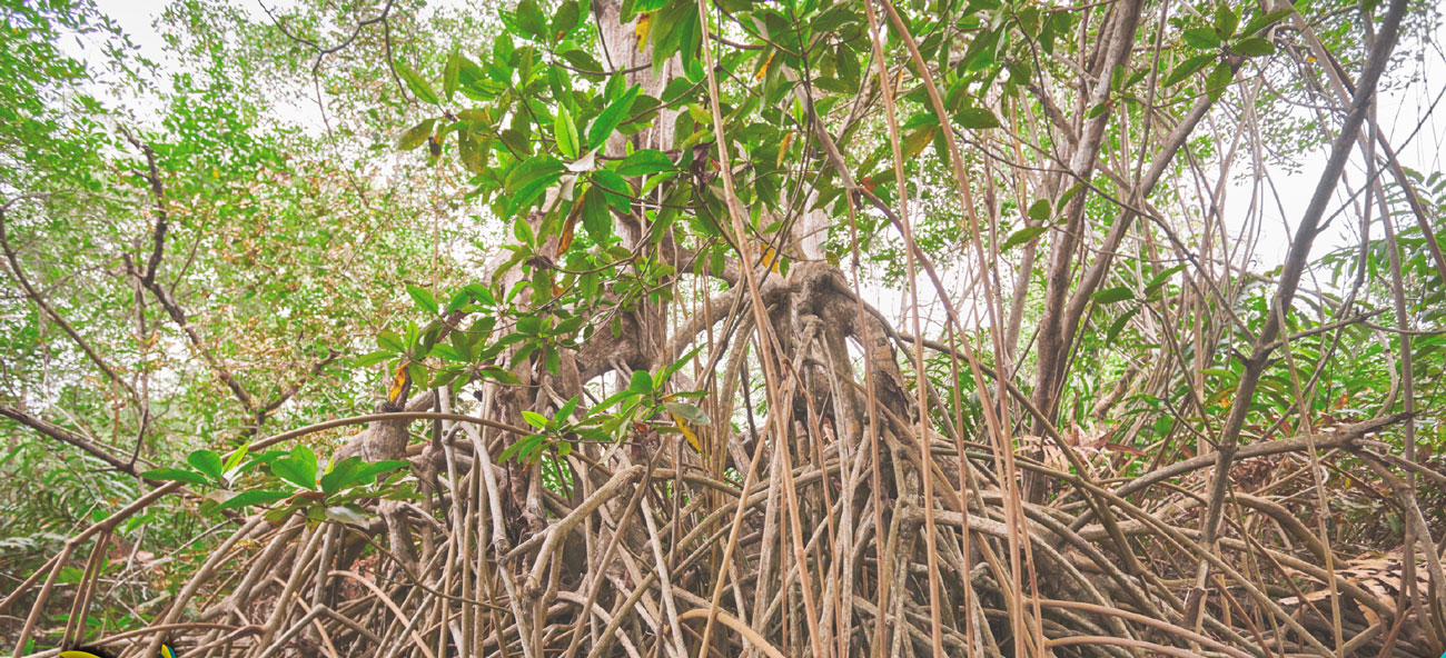 Manglar rodeado de naturaleza