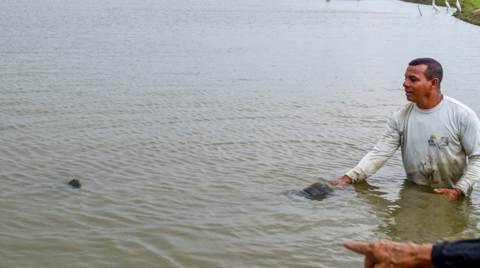 Hombre En El Mar Con Un Manatí
