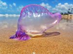 Fragata Portuguesa En La Playa