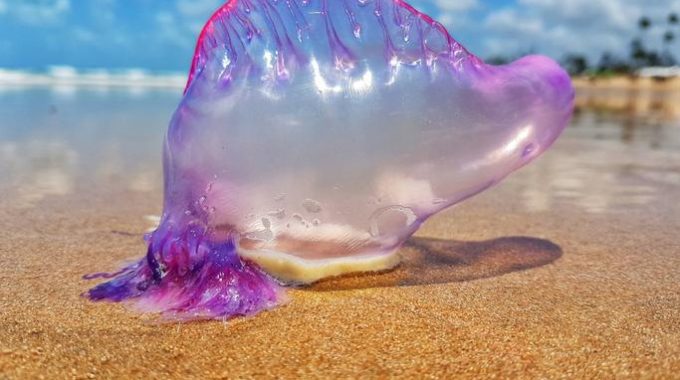 Fragata Portuguesa En La Playa