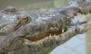 Caiman Aguja Mostrnado Los Diente