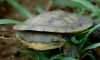 Tortuga En La Naturalez