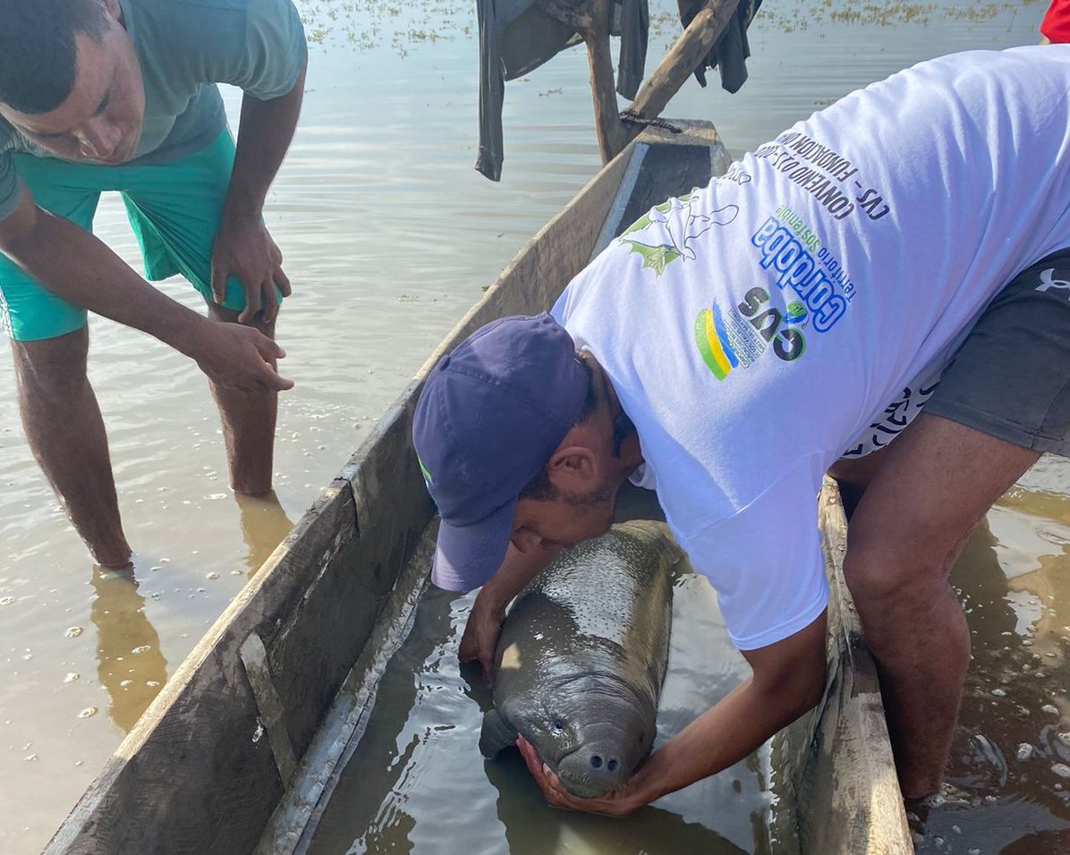Hombre en Lancha Con Manatí