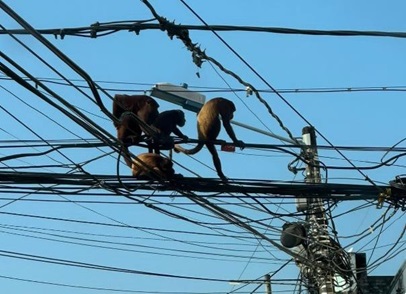 Mono aullador en Cables de energia